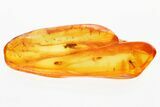Fossil Fly (Microphorinae) and Midges (Chironomidae) In Baltic Amber #381502-1